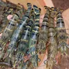 Shrimp sector promises breakthrough