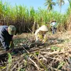 Sugarcane industry seeks measures to improve competitiveness