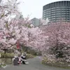 Cherry blossoms in Japan