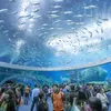 Marine life preservation at Vietnam's biggest oceanographic museum