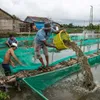 High prices bring opportunities to shrimp farmers