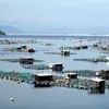 Phu Yen approves plan to develop aquaculture