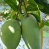 Son La green mango exported to Australia