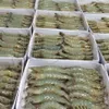 First shrimp breeding farm in Vietnam meets OIE standards