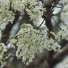 Hanoi adorned with pure white of Dalbergia tonkinensis flowers