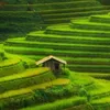 Vietnam’s Mu Cang Chai terrace fields listed among world’s most colourful places