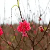 Nhat Tan peach blossoms boast beauty ahead of Tet