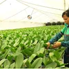 Hanoi helps bring farmers into 21st century with technology