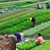 Vietnam's agricultural value moves up the global value chain