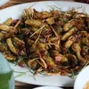 Dried milk cicadas: A must try dish for visitors to Son La