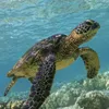 Challenges in sea turtle conversation in Vietnam