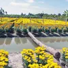 Sa Dec flower village gets ready for new year