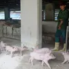 Vietnam develops anti-african swine fever vaccine