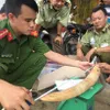 Nearly 20 kg of suspected elephant tusks seized in Binh Dinh