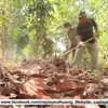 Dong Nai acts to prevent forest fires