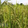 Vietnam gets help with rice cultivation