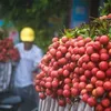 Japan opens door for Vietnamese lychee