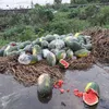 Storm ravages watermelon farming in Ca Mau