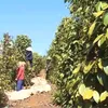 Containers of black pepper stuck in Nepal