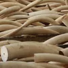 Danang seizes 9 tons of elephant tusks