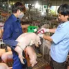 Stronger efforts required for fight against African swine fever