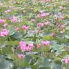 Farmers bank on growing lotus & water caltrop during flood season