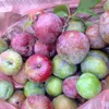 Picking plums in Moc Chau