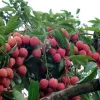 Bac Giang promotes lychee consumption in China