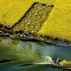 Tam Coc turns yellow in ripening rice season