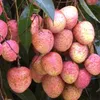 Vietnamese first lychees of the season sold at high prices in China