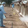 Measures taken to control bird flu outbreak in Long An