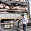 African swine fever continues to spread