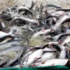 POR14 result leads to difficulties for tra fish exporters