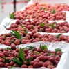 Frozen lychees potential for exports