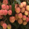 First batch of fresh Vietnamese lychee lands in Japan