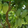 Export of Vietnamese mangoes increases