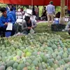 Son La mangoes set foot in demanding markets