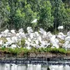 Unique Lang Sen Wetland Reserve