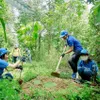 Dong Nai: Forest planting improves habitats of elephants