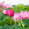 Authentic lotus colour and fragrange preserved in dried form