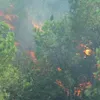 Prime Minister calls for urgent forest fire prevention and fighting