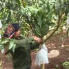 Moc Chau strives to export 500 tonnes of mangoes to China in 2019