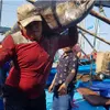 Tuna vessels returned with high output