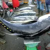 Exporting tuna needs more measures to reach USD 1 billion