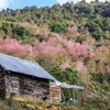 Cherry-like apricot trees to be planted in Lang Biang plateau