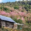 Cherry-like apricot trees to be planted in Lang Biang plateau