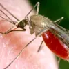 Drug-resistant malaria spreads in Southeast Asia