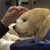 Meet the robot puppythat comforts Alzheimer's patients