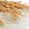 Rice exports faces challenges