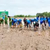 Planting mangrove for coastal protection